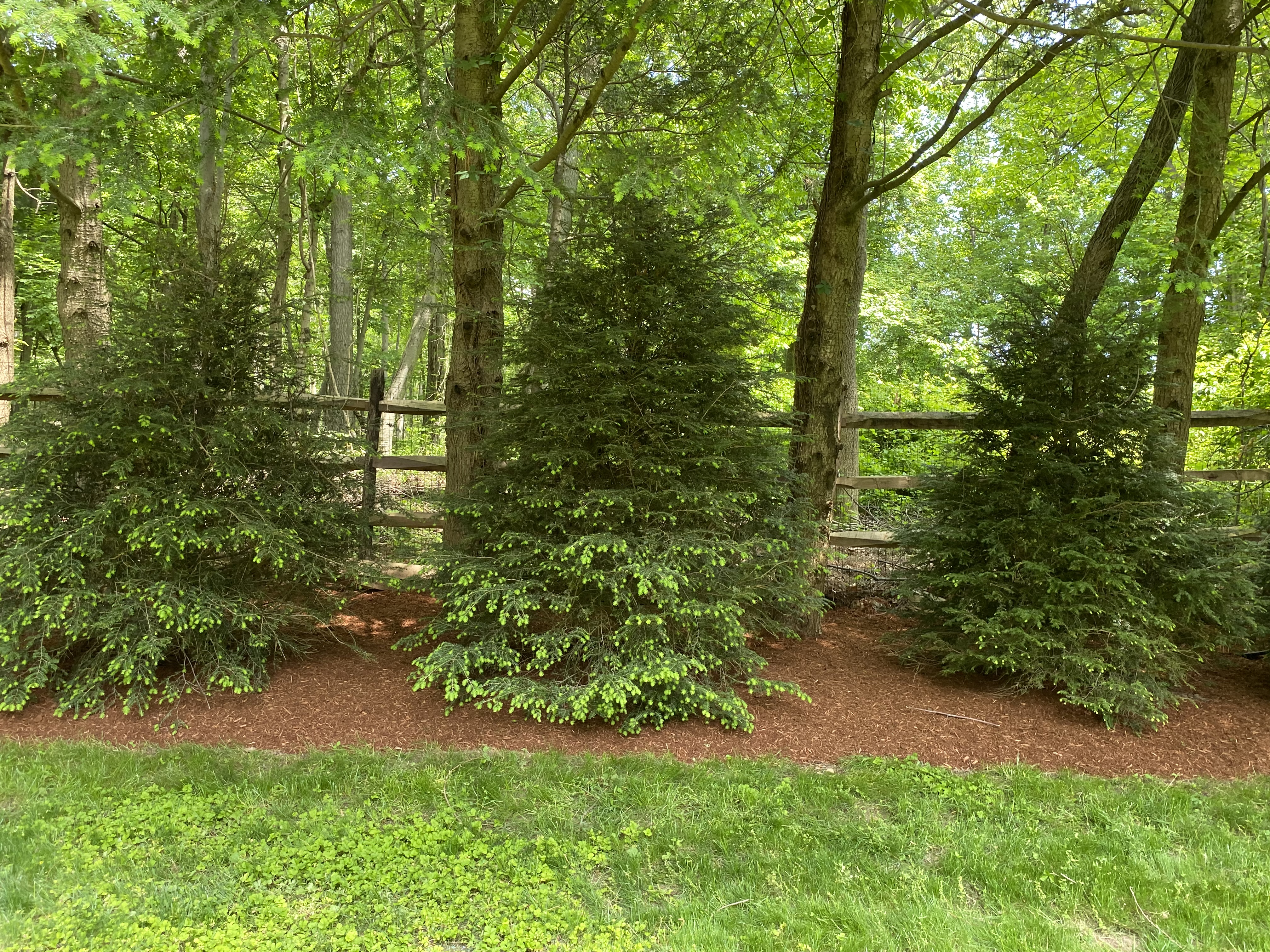 Landscaping Project