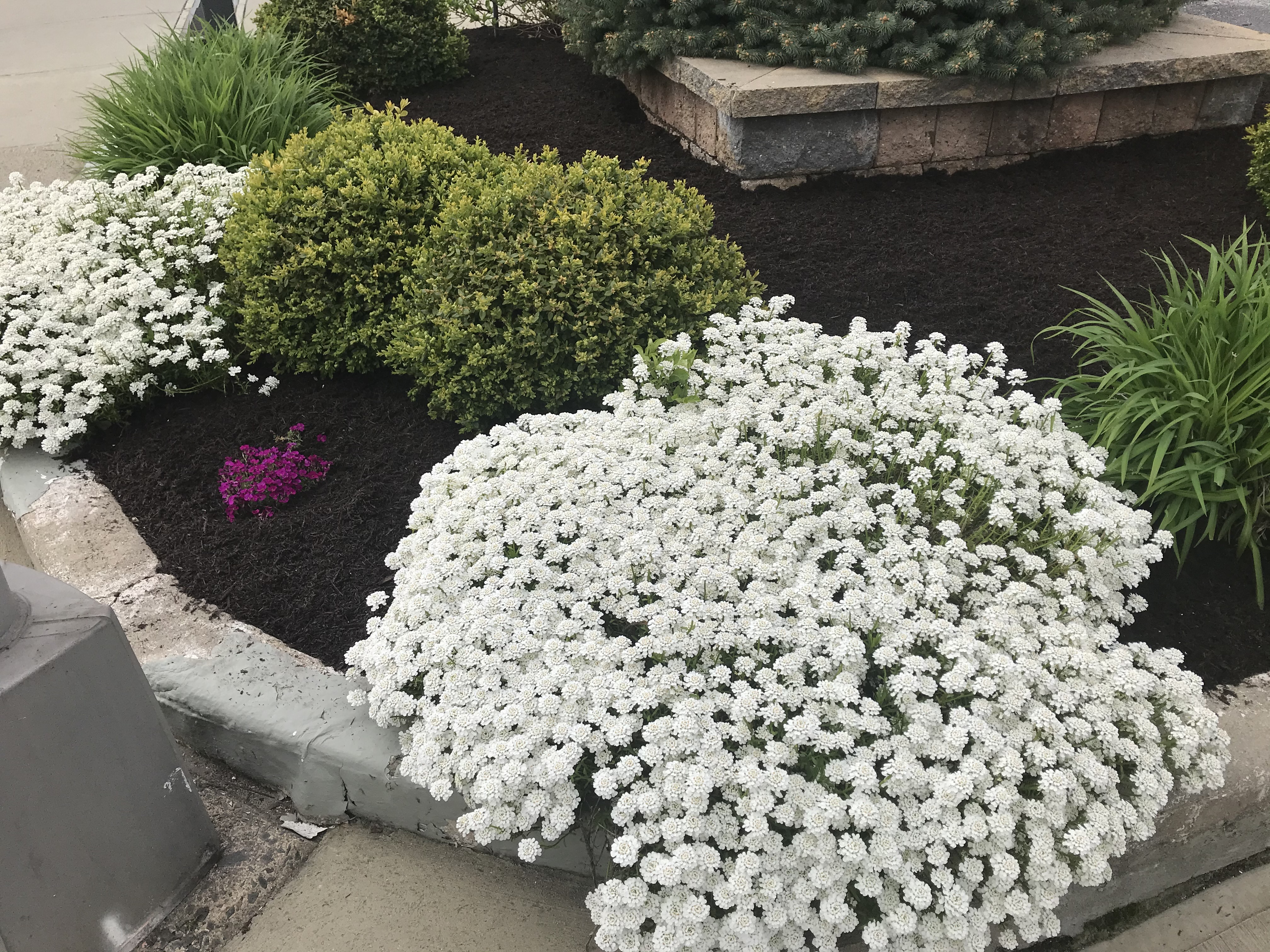 Landscaping Project