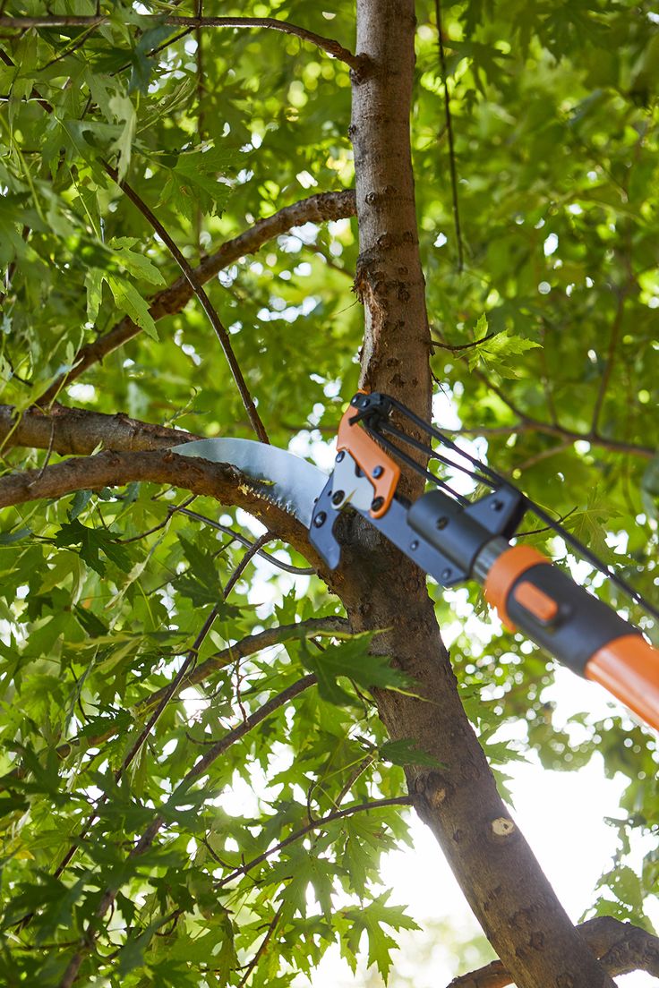 Tree trimming